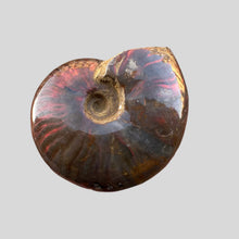 Lejupielādēt attēlu galerijas skatītājā, Amonīts