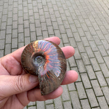 Lejupielādēt attēlu galerijas skatītājā, Amonīts