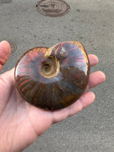 Lejupielādēt attēlu galerijas skatītājā, Amonīts