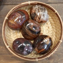 Загрузить изображение в средство просмотра галереи, Окаменелое дерево 130гр 5см