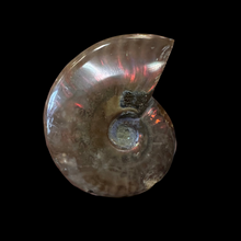 Load image into Gallery viewer, Аммонит

