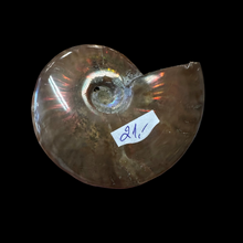 Load image into Gallery viewer, Аммонит
