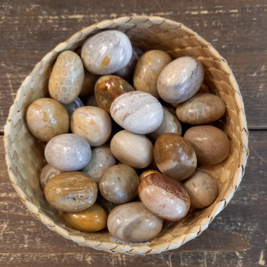 Fossil Coral Processed Mineral Stone 18-26 g 3-3.5 cm